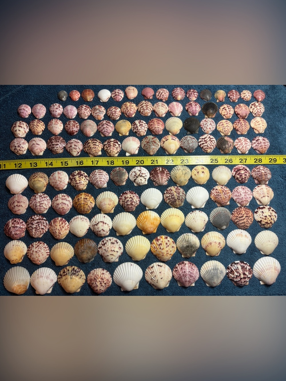 120 - Sanibel Island Scallop Seashell Collection.  Great for crafters!!